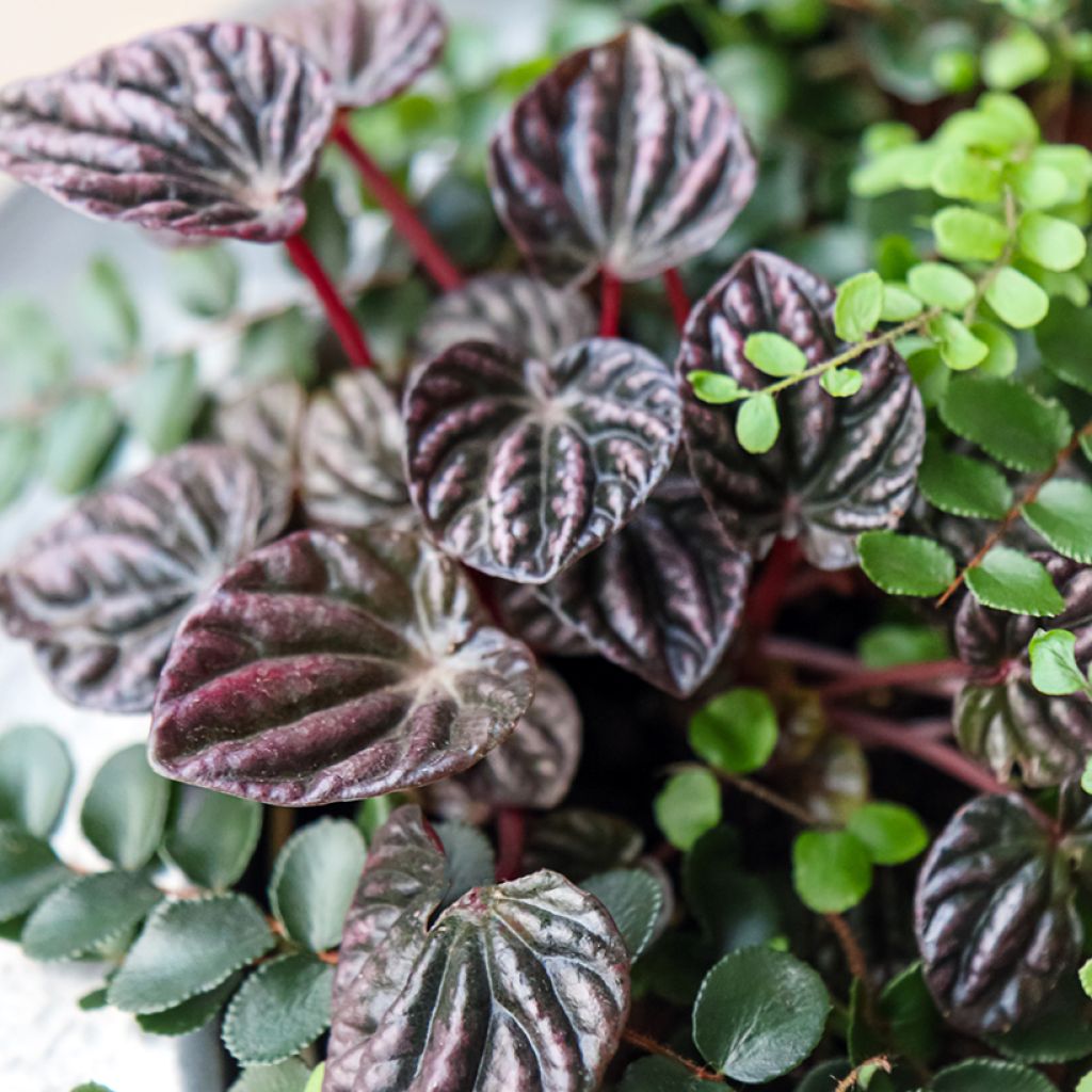 Peperomia caperata Montevideo