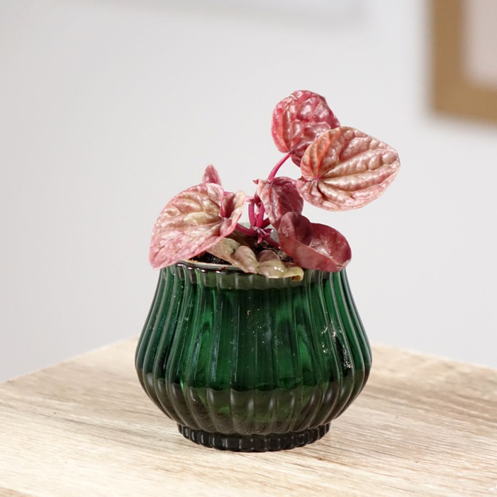 Peperomia caperata Quito