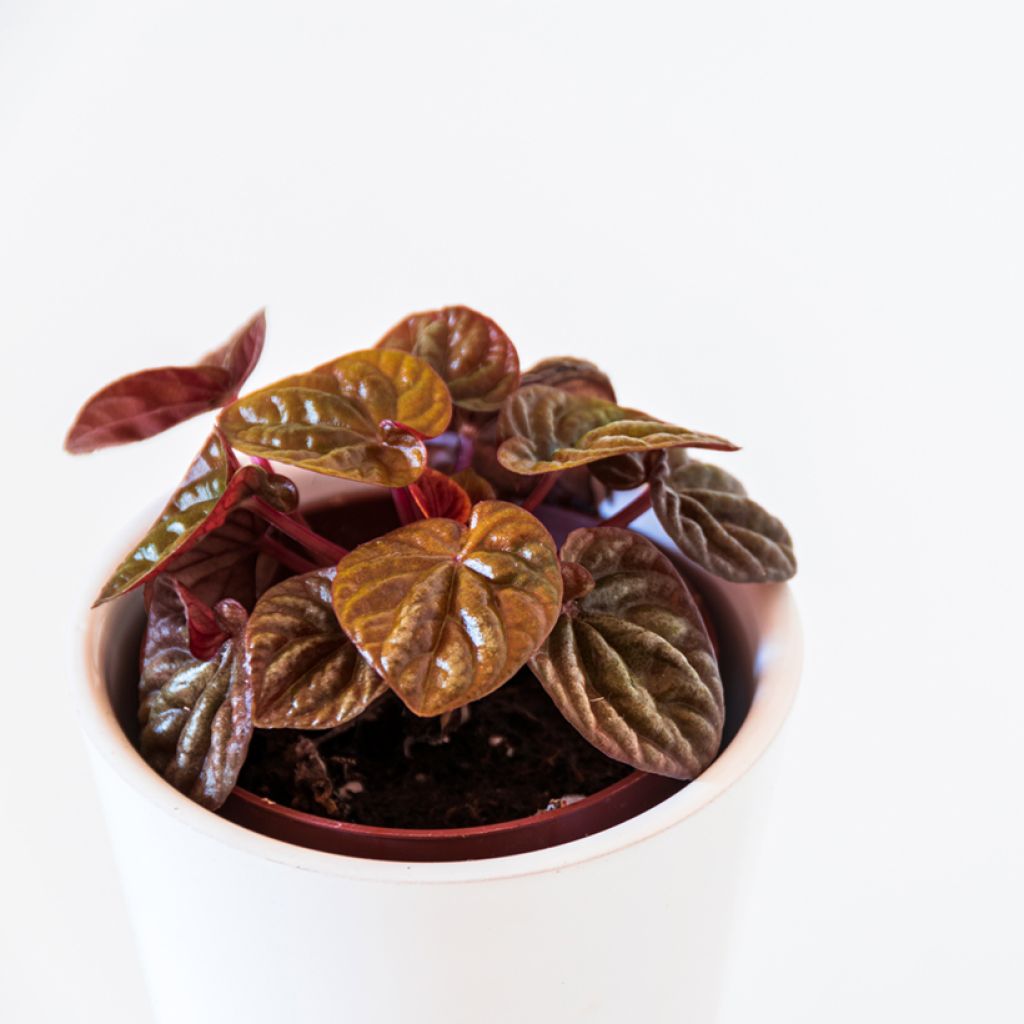 Peperomia caperata Quito