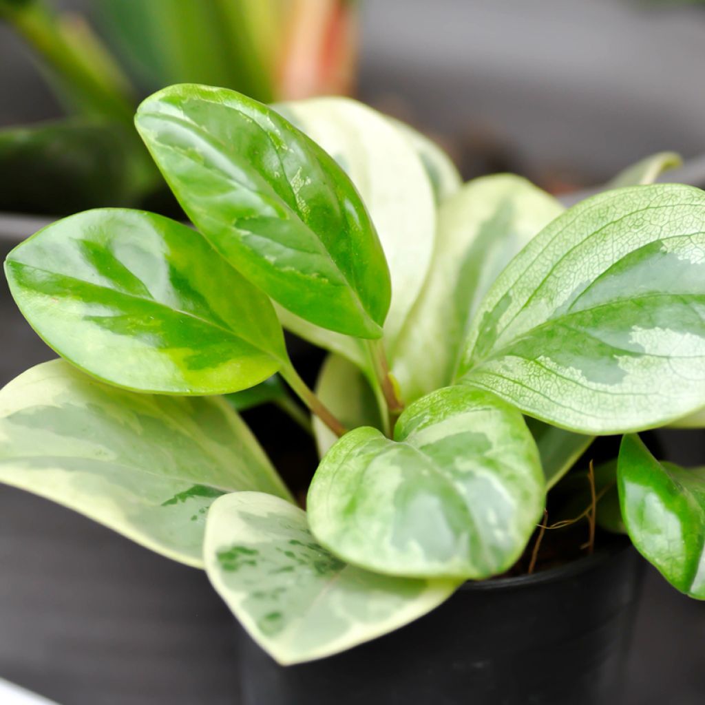 Peperomia obtusifolia Bicolor