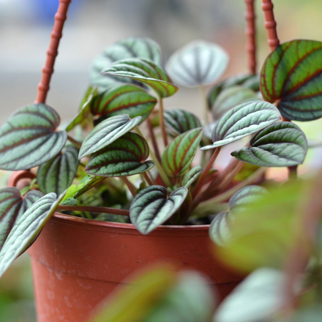 Peperomia albovittata Piccolo Banda