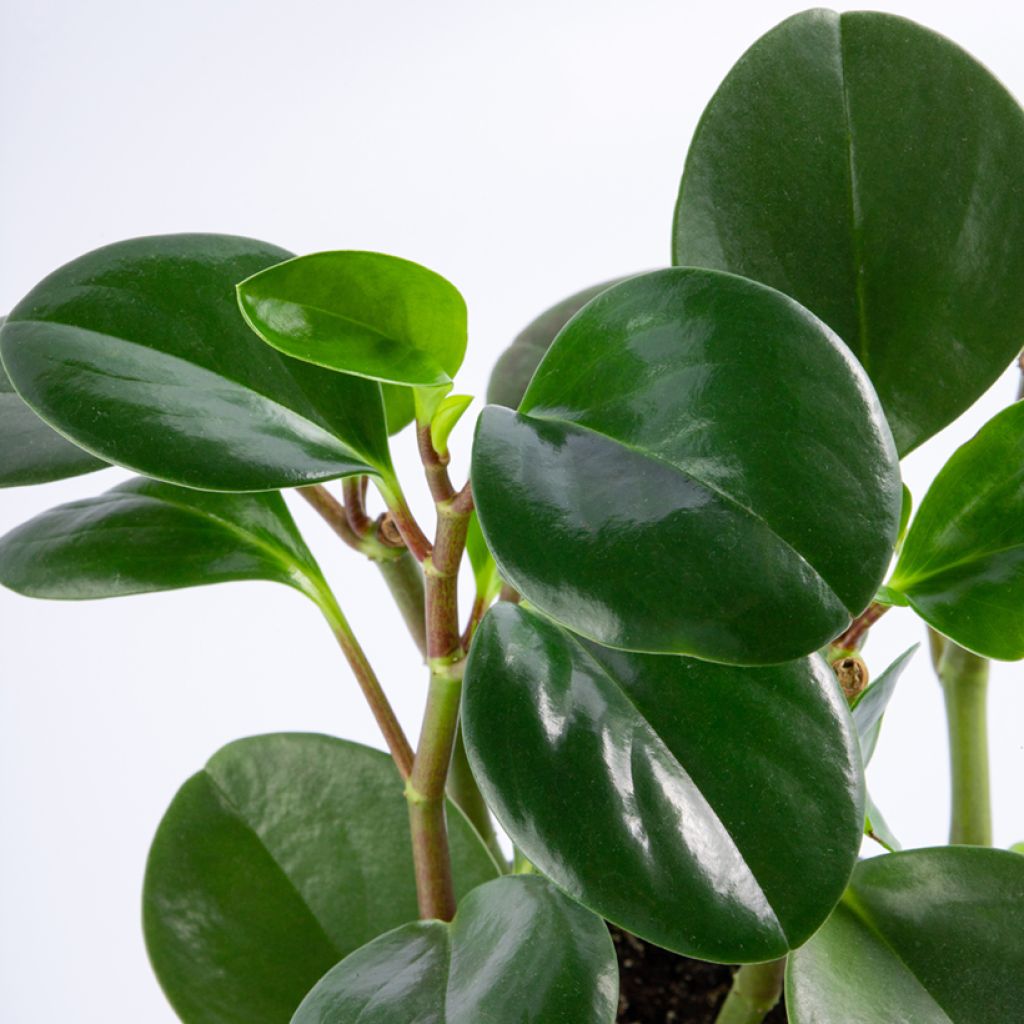 Peperomia obtusifolia Green