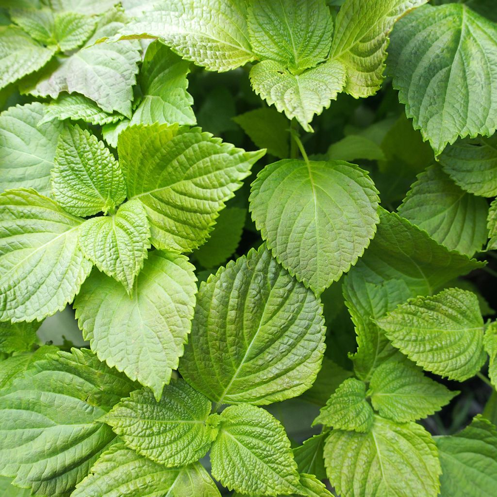 Perilla frutescens vert - Shiso (Tia To)