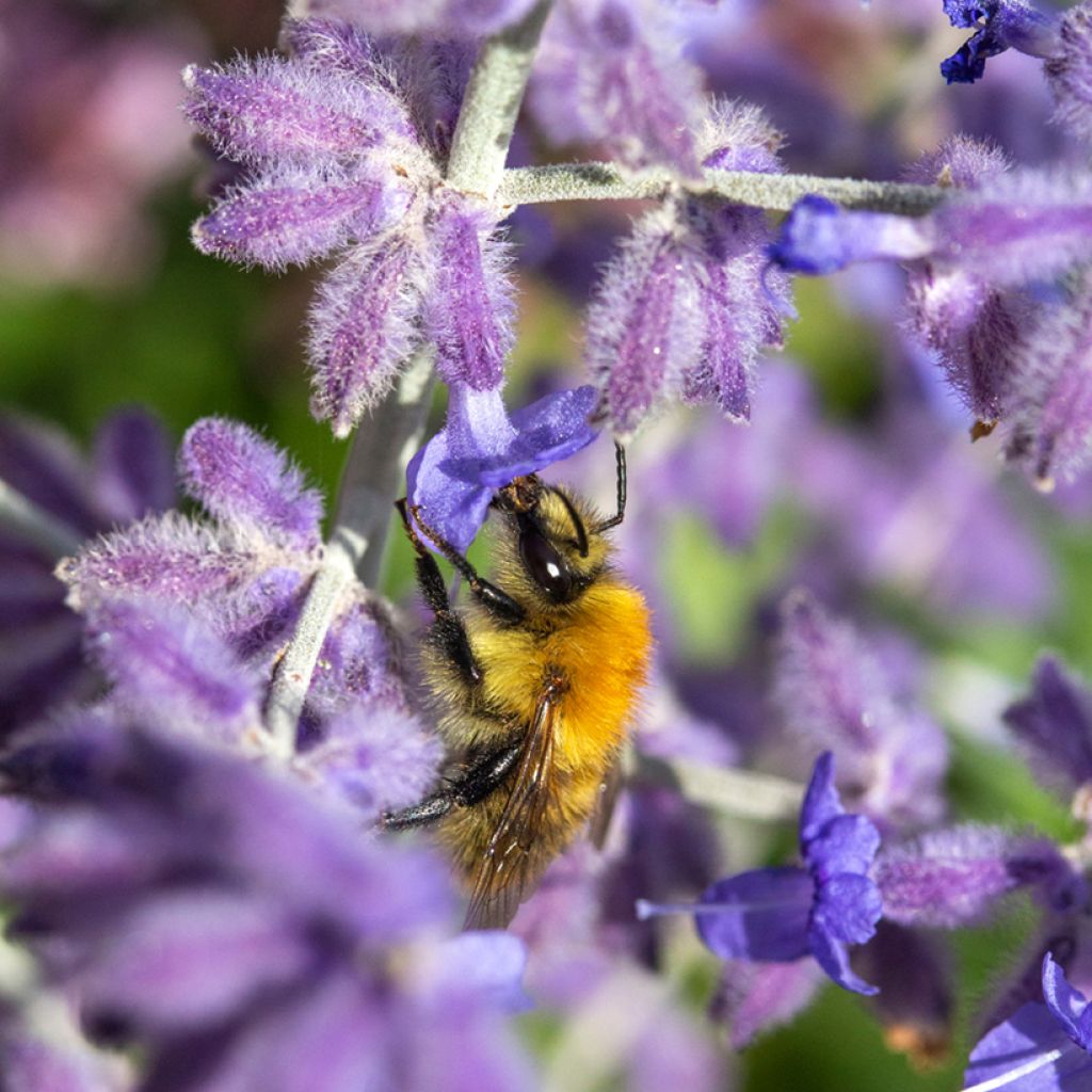 Perovskia atriplicifolia Blue Spire - Sauge de Sibérie