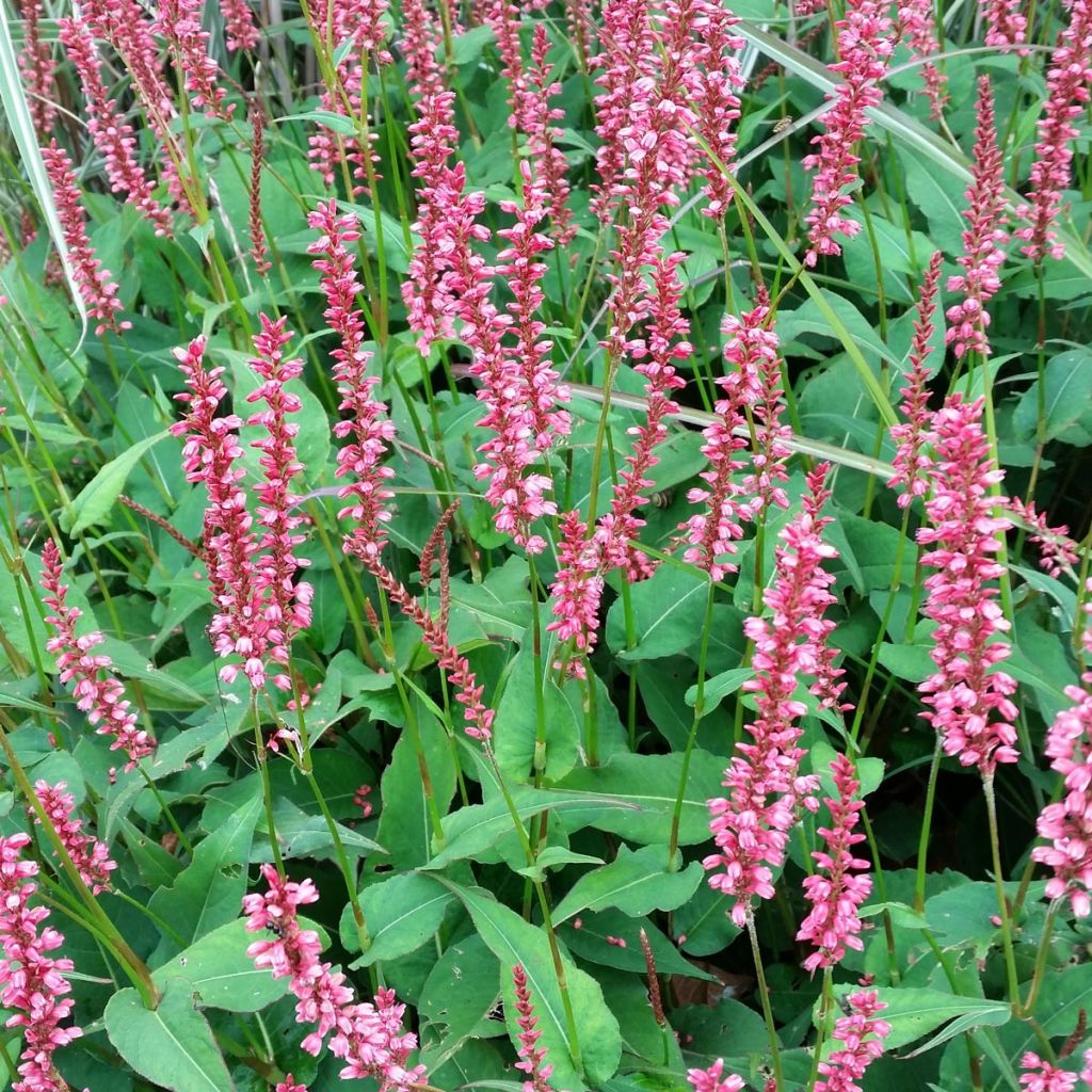 Persicaria amplexicaulis Orange Field - Renouée  