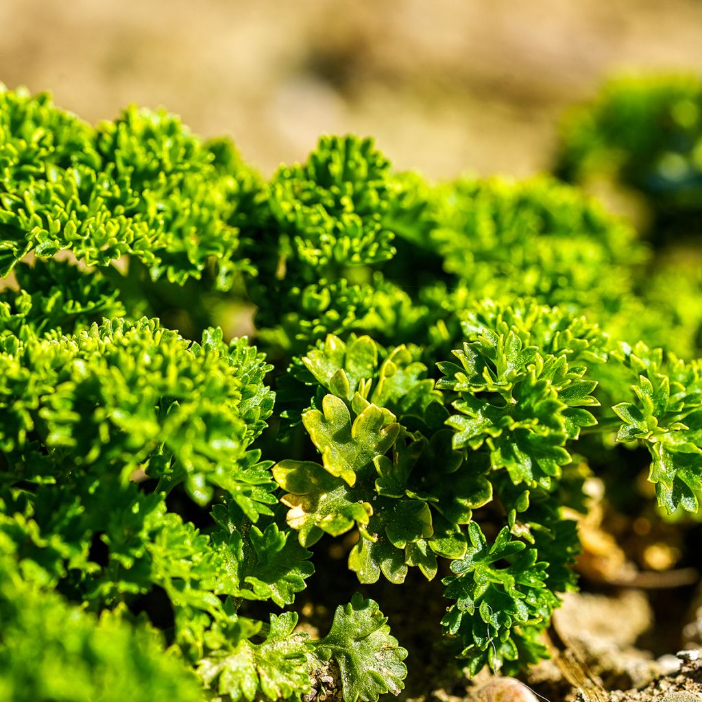 Persil frisé vert foncé