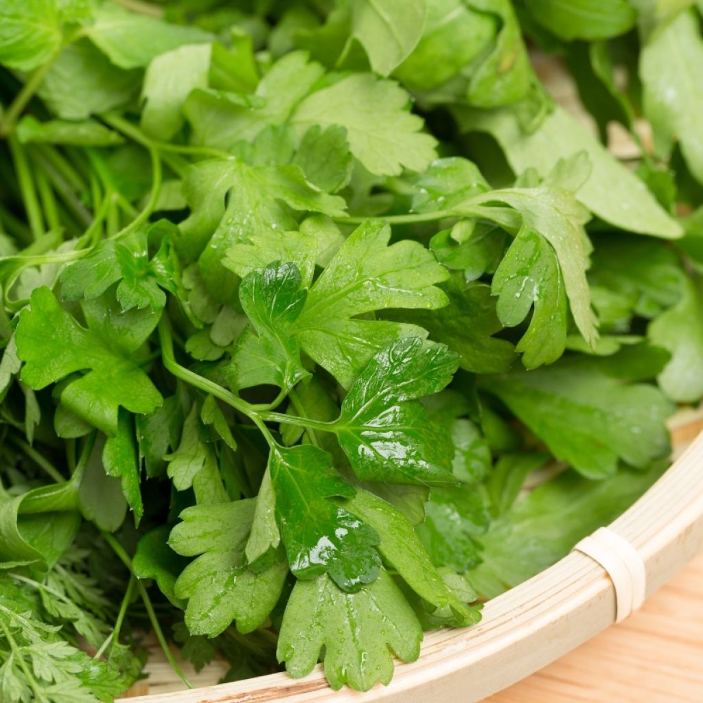 Persil Géant d'Italie en plants