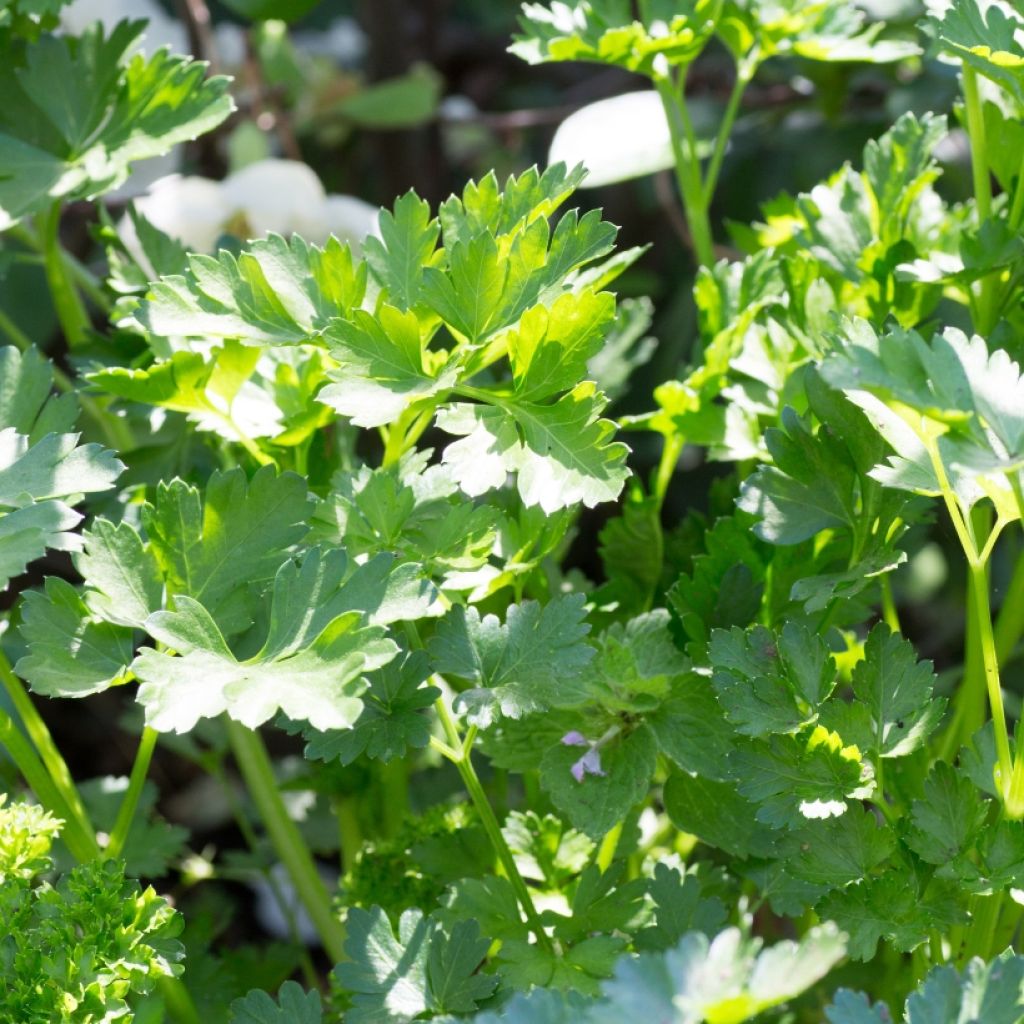 Persil Géant d'Italie en plants