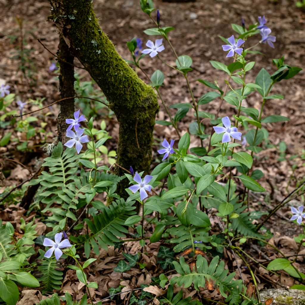 Pervenche difforme ou intermédiaire - Vinca difformis