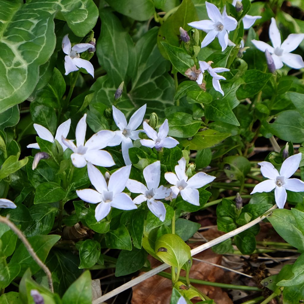 Pervenche difforme ou intermédiaire - Vinca difformis