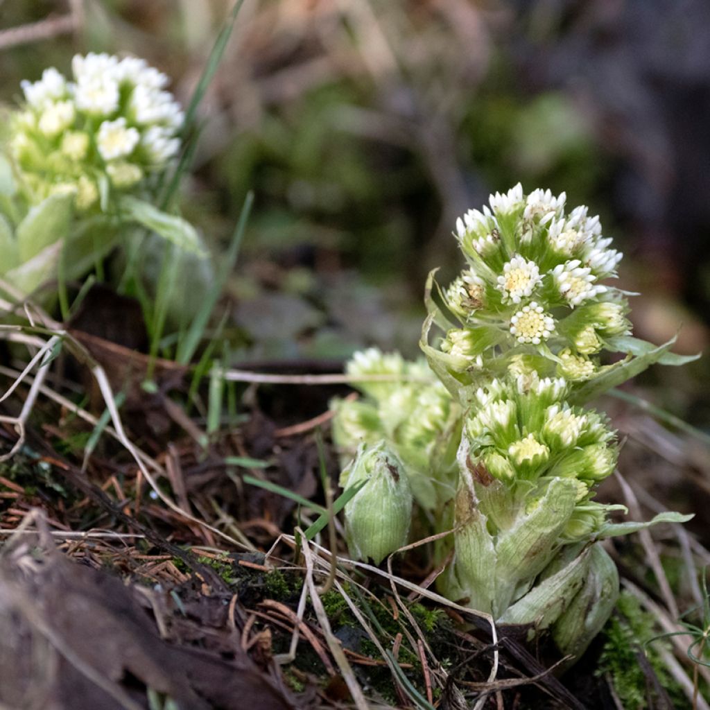 Petasites albus - Pétasite blanc