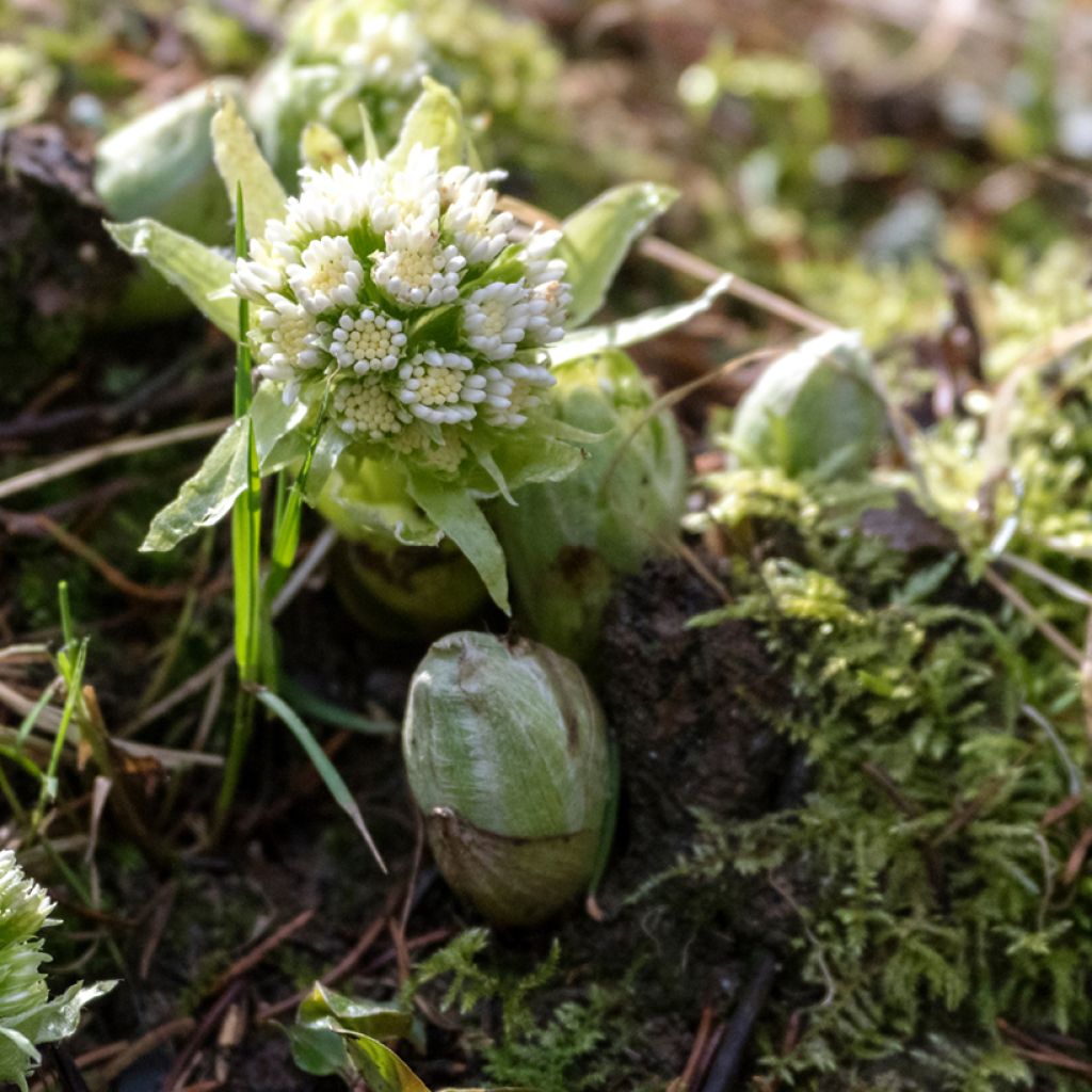 Petasites albus - Pétasite blanc