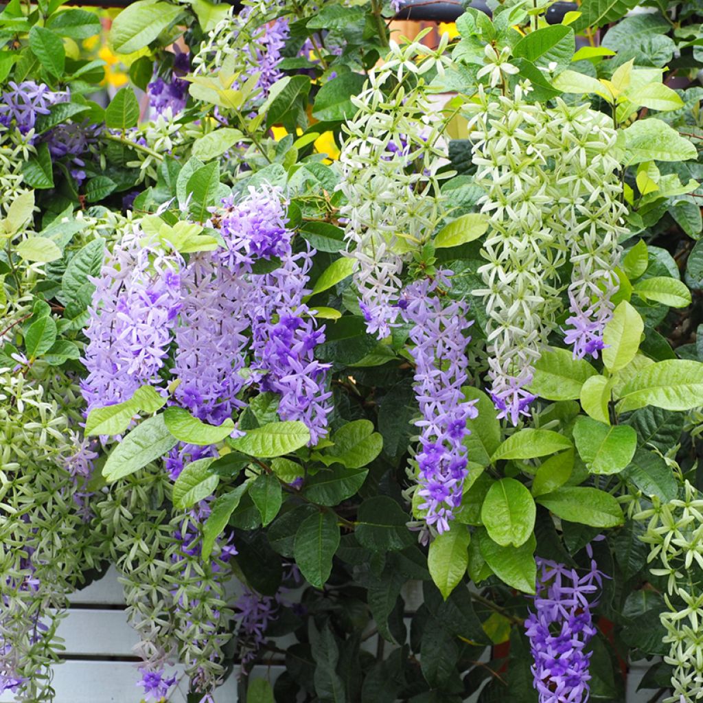 Petrea volubilis - Liane de Saint Jean