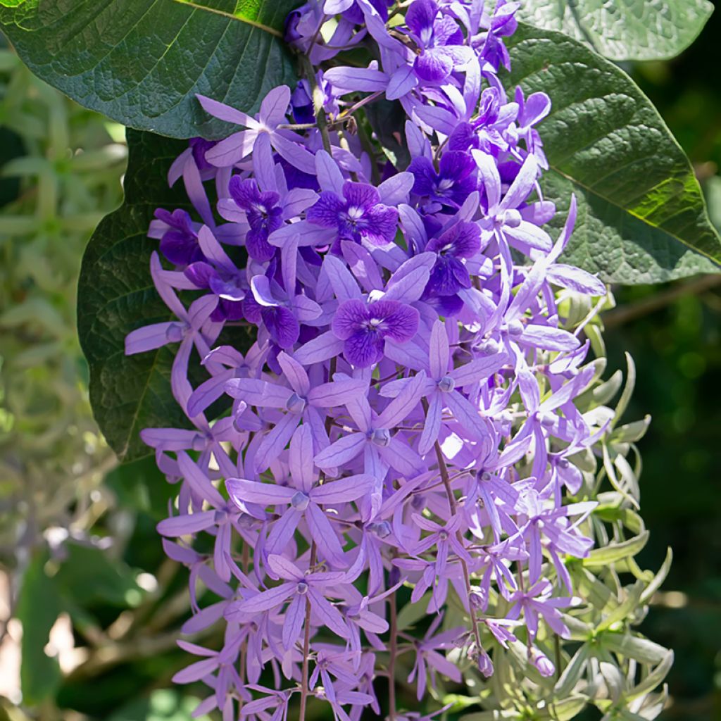 Petrea volubilis - Liane de Saint Jean
