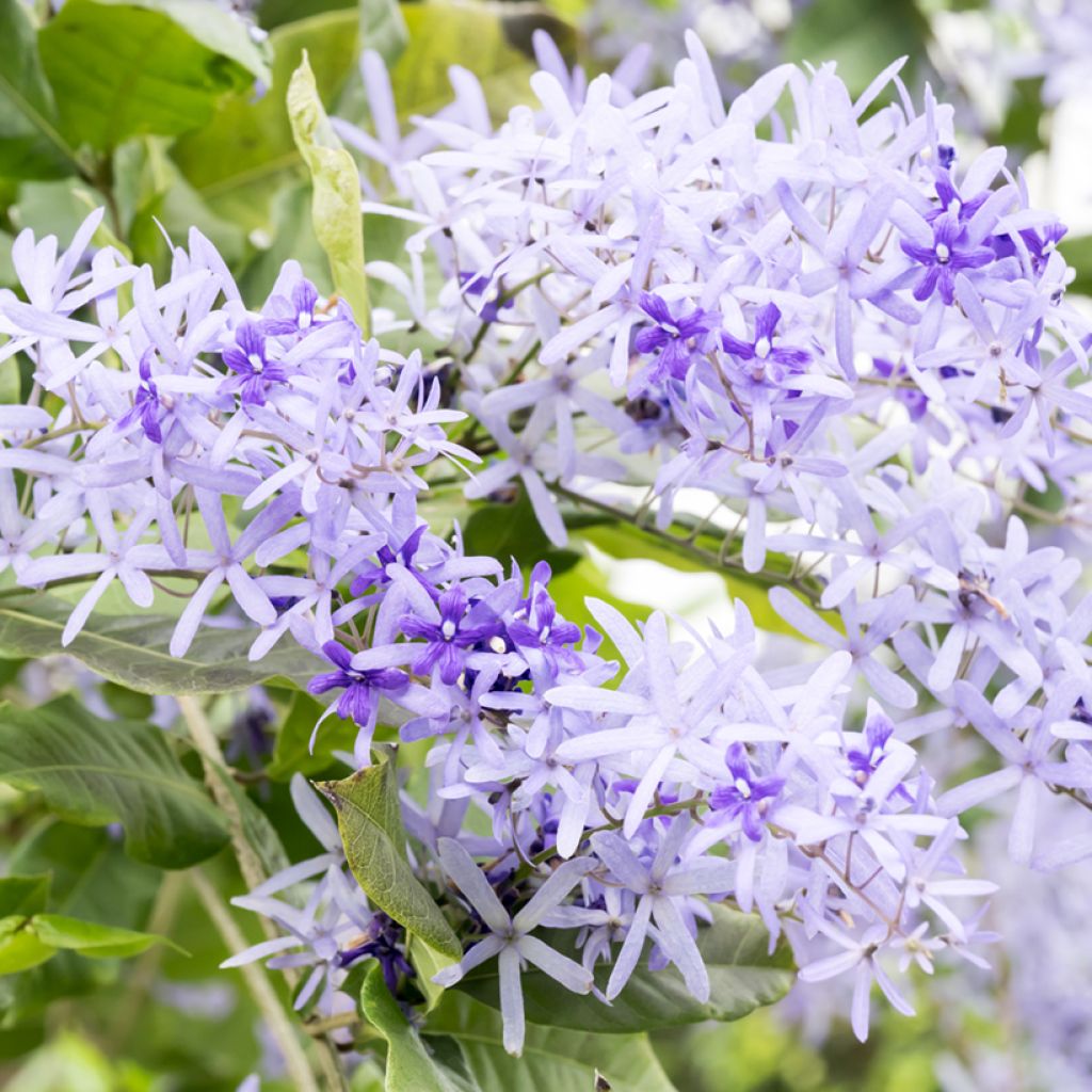 Petrea volubilis - Liane de Saint Jean