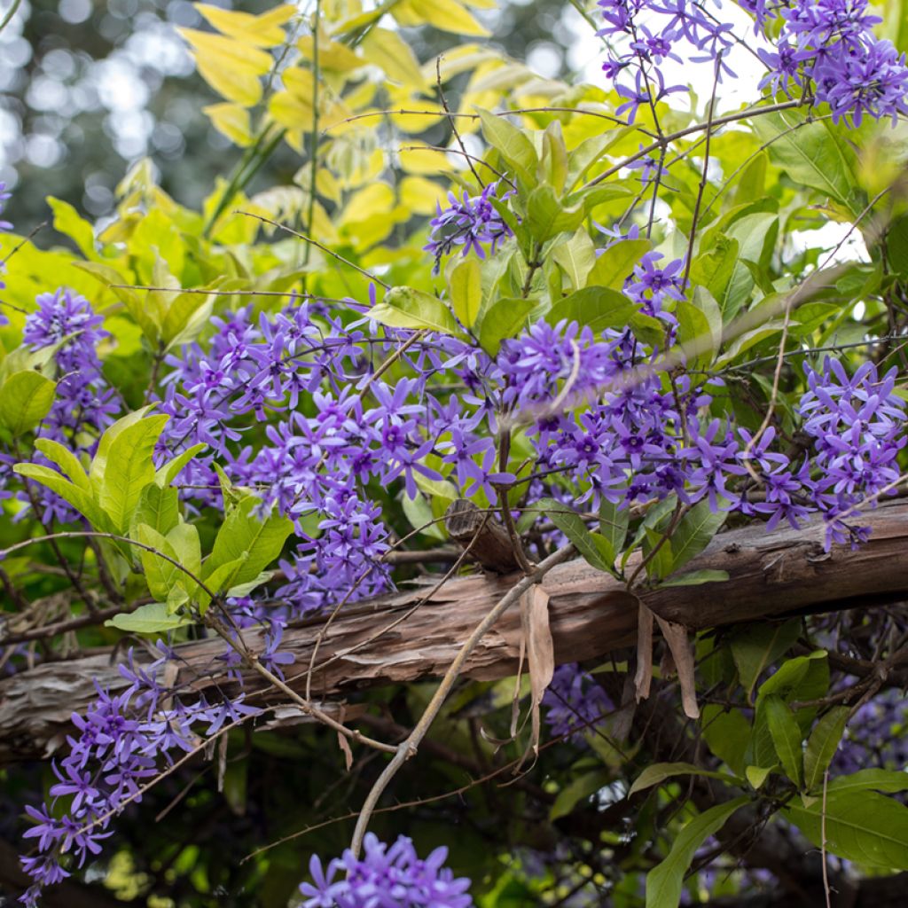 Petrea volubilis - Liane de Saint Jean