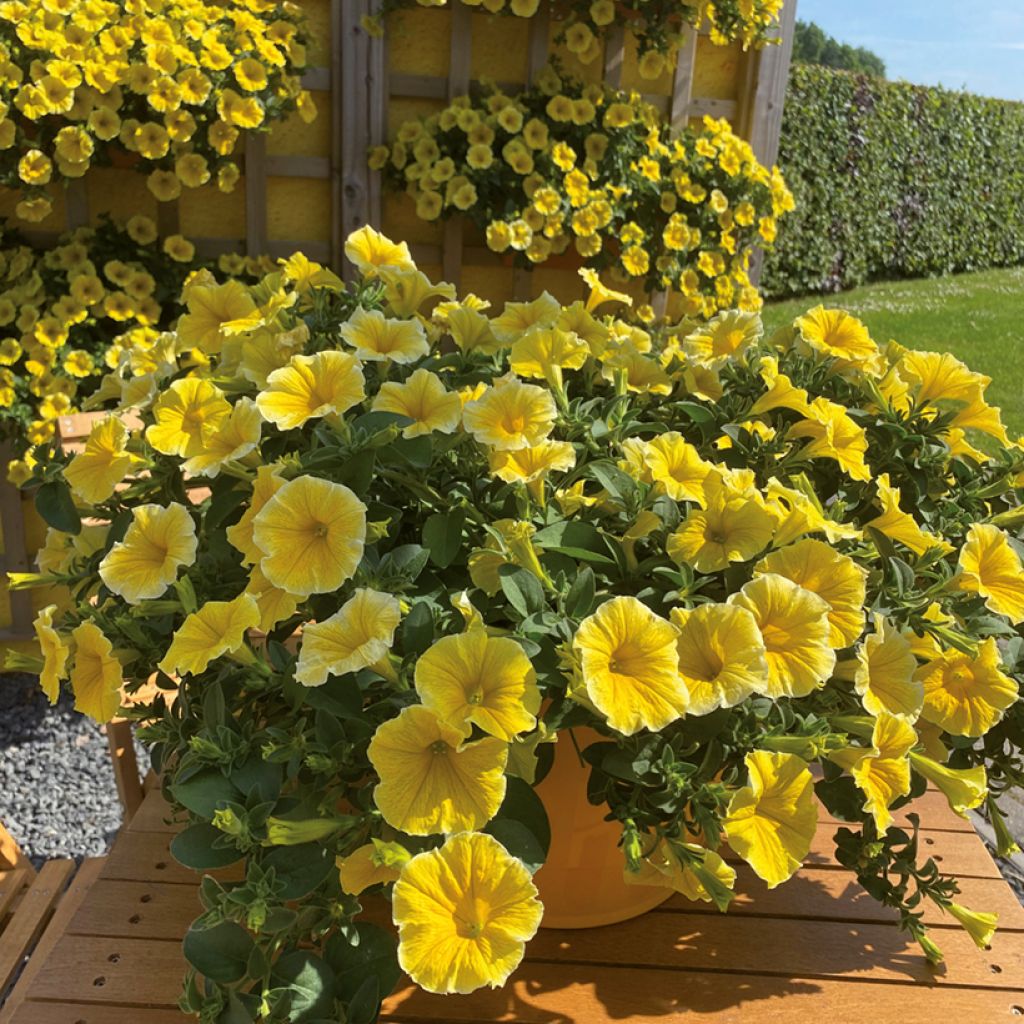 Pétunia Bee's Knees