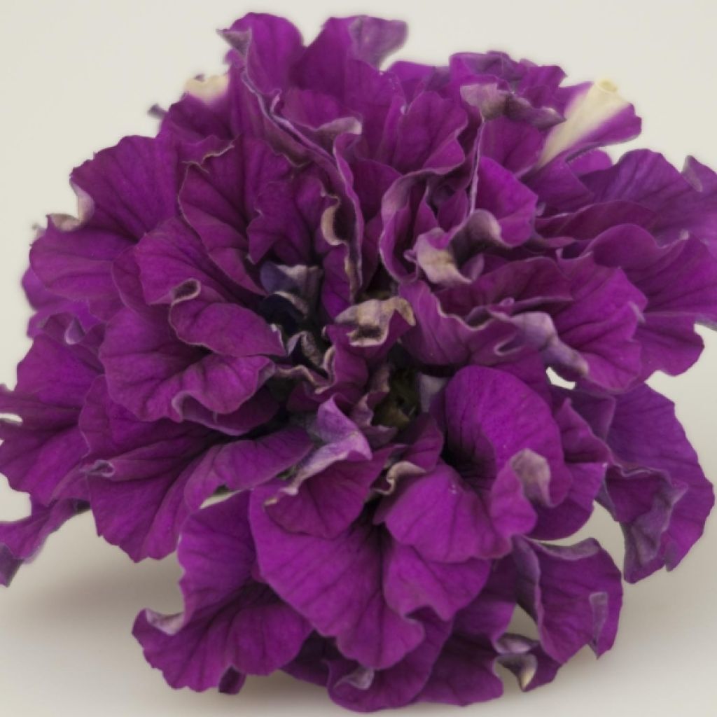 Petunia Colour Bells Fuchsia Bell