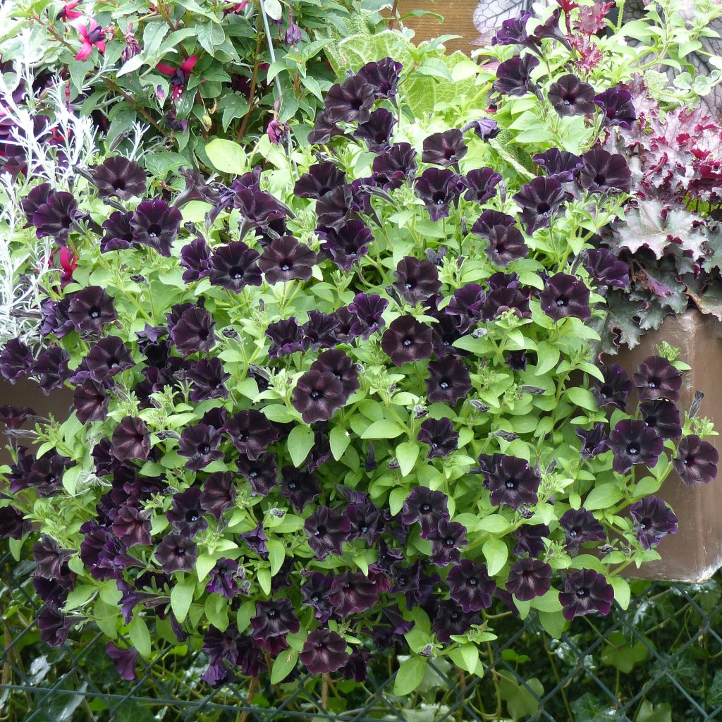 Petunia Nerolina - Pétunia hybride noir intense