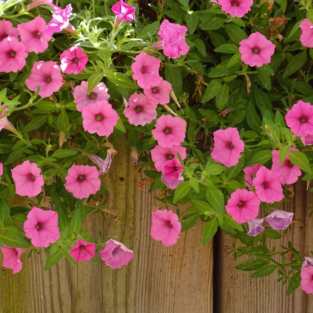 Pétunia Supertunia Vista Bubblegum