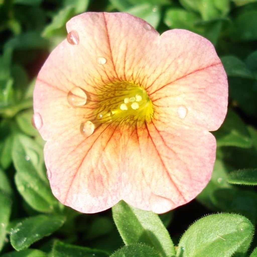 Peturbrachoa Terracota