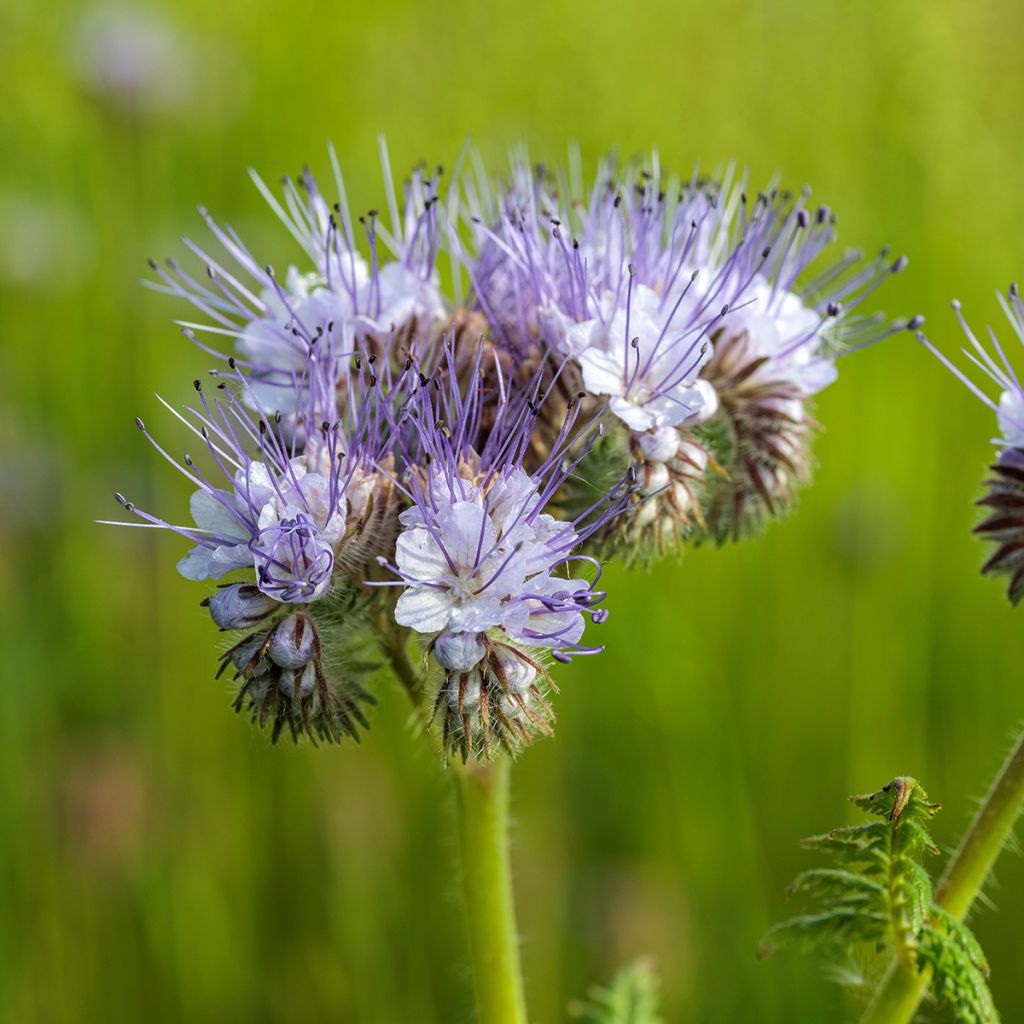 Phacélie tanacetifolia Bleue BIO - Engrais vert