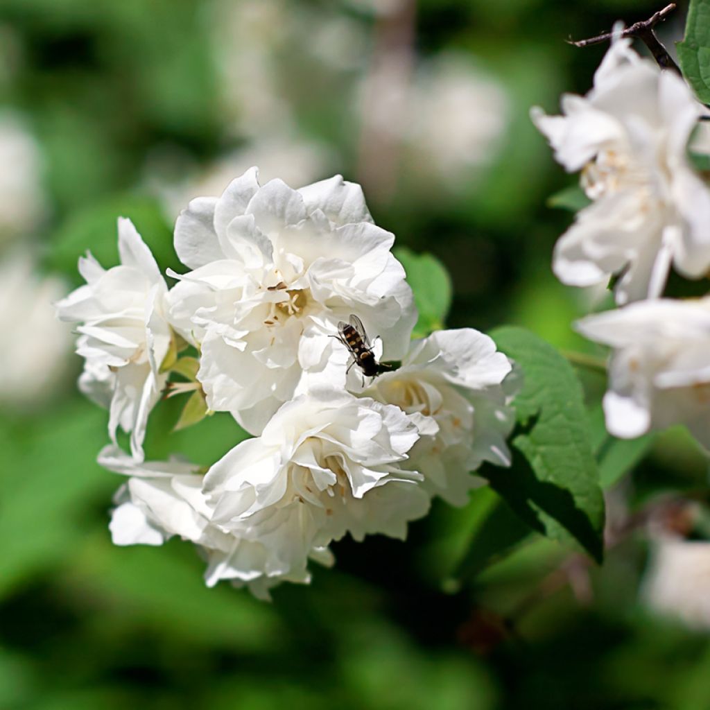 Philadelphus Virginal - Seringat blanc