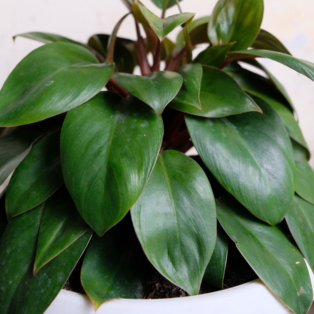 Philodendron Red Congo