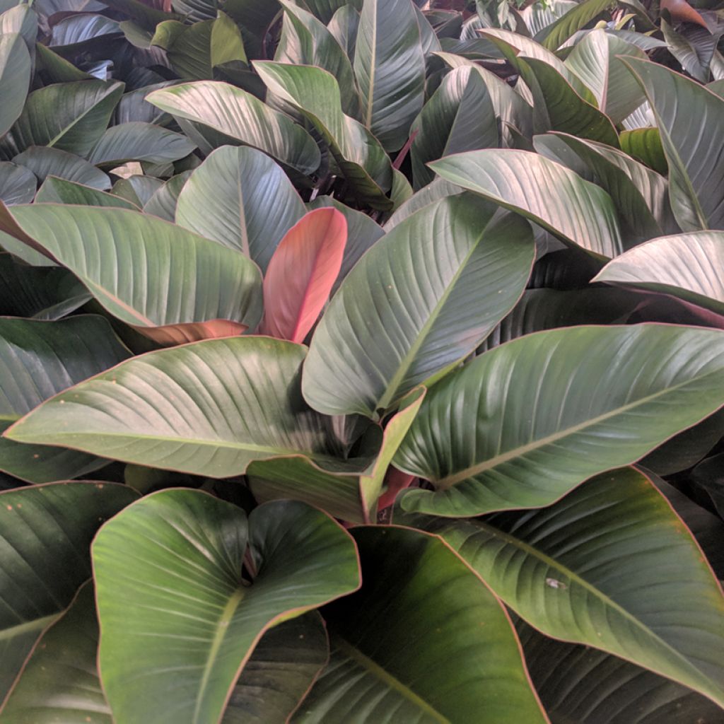 Philodendron Red Congo