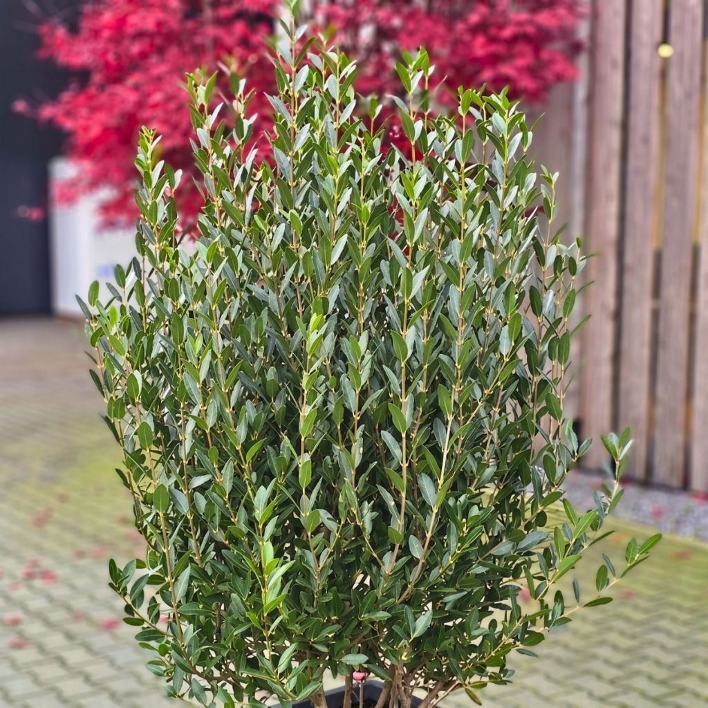Phillyrea angustifolia Grand Prix - Filaire à feuilles étroites