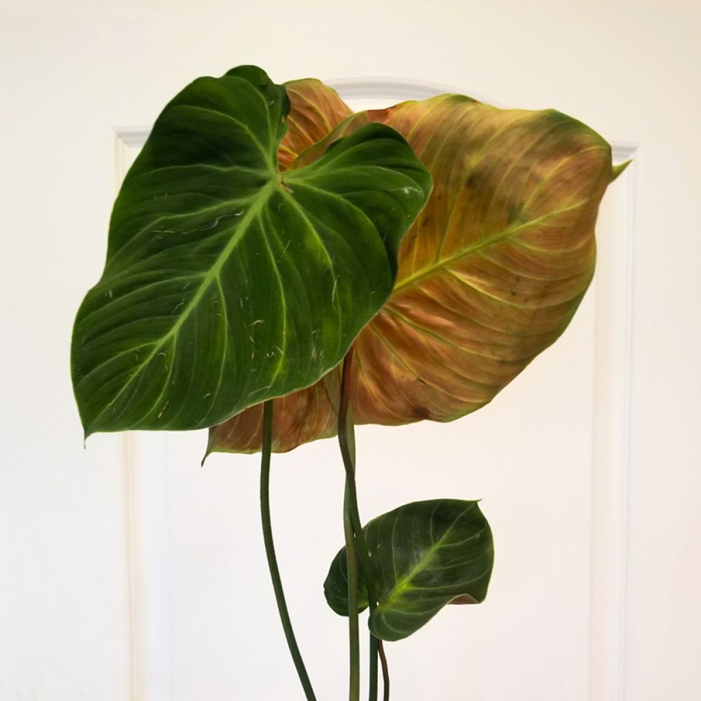 Philodendron El Choco Red