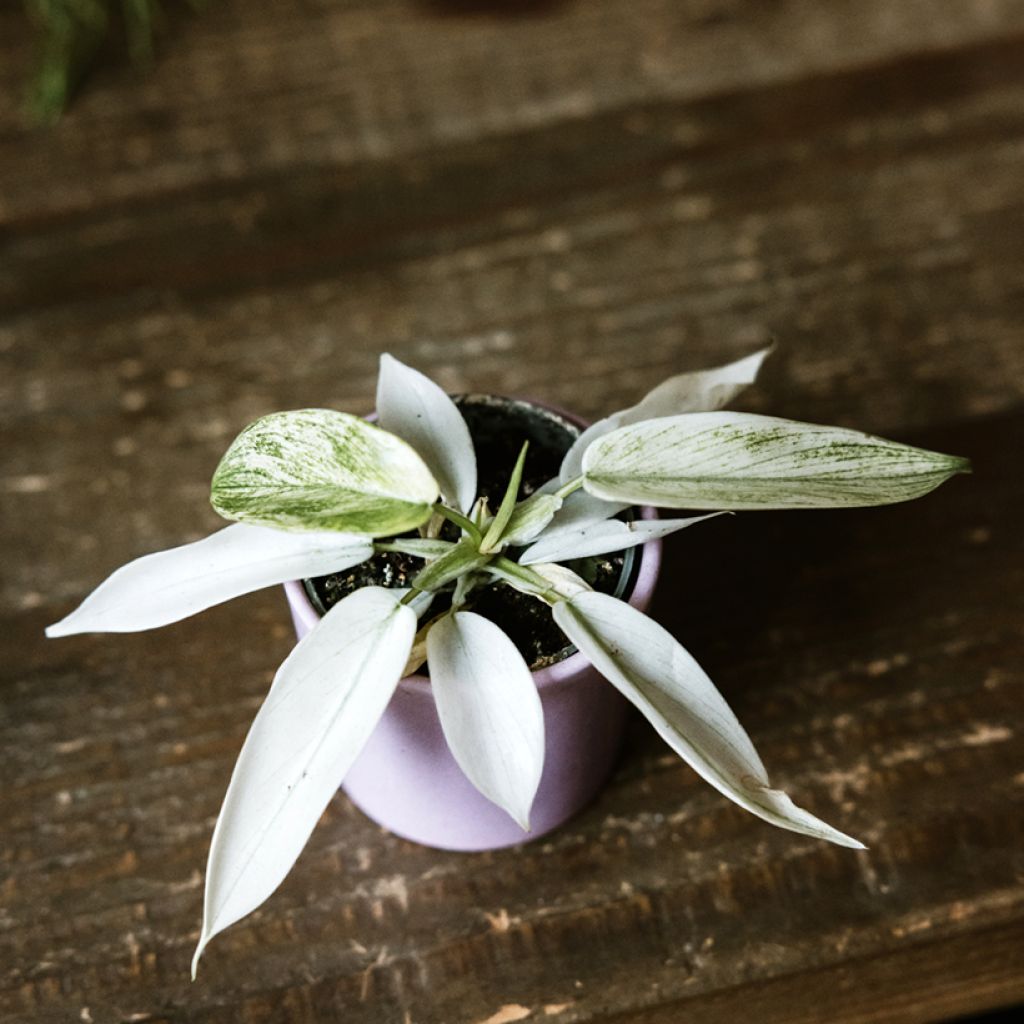 Philodendron Florida Ghost