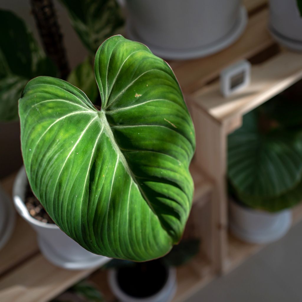 Philodendron gloriosum