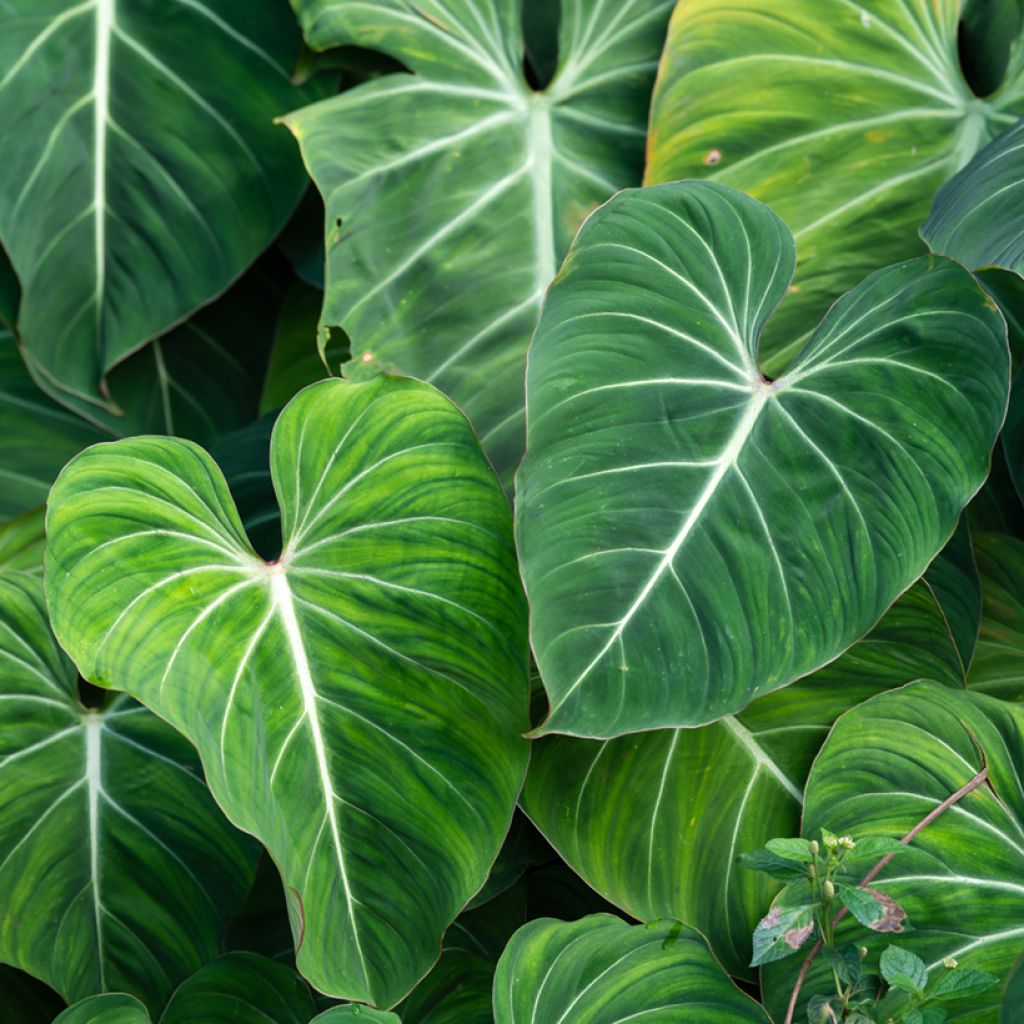 Philodendron gloriosum