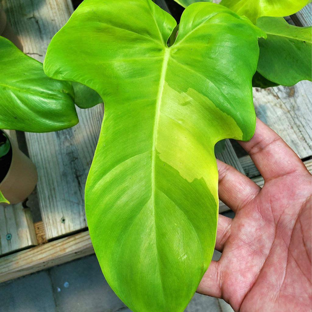 Philodendron Golden Violin