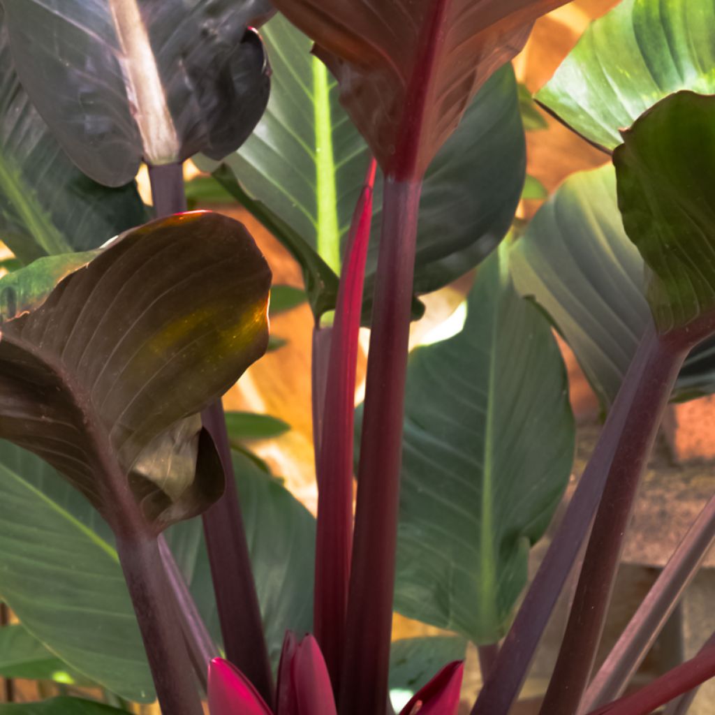 Philodendron Imperial Red