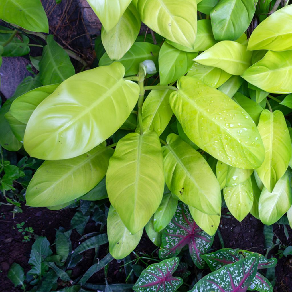Philodendron Malay Gold