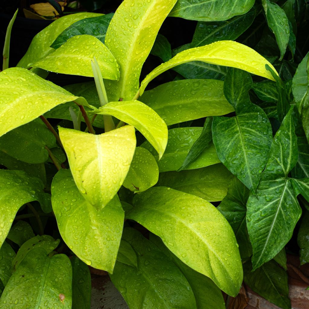 Philodendron Malay Gold