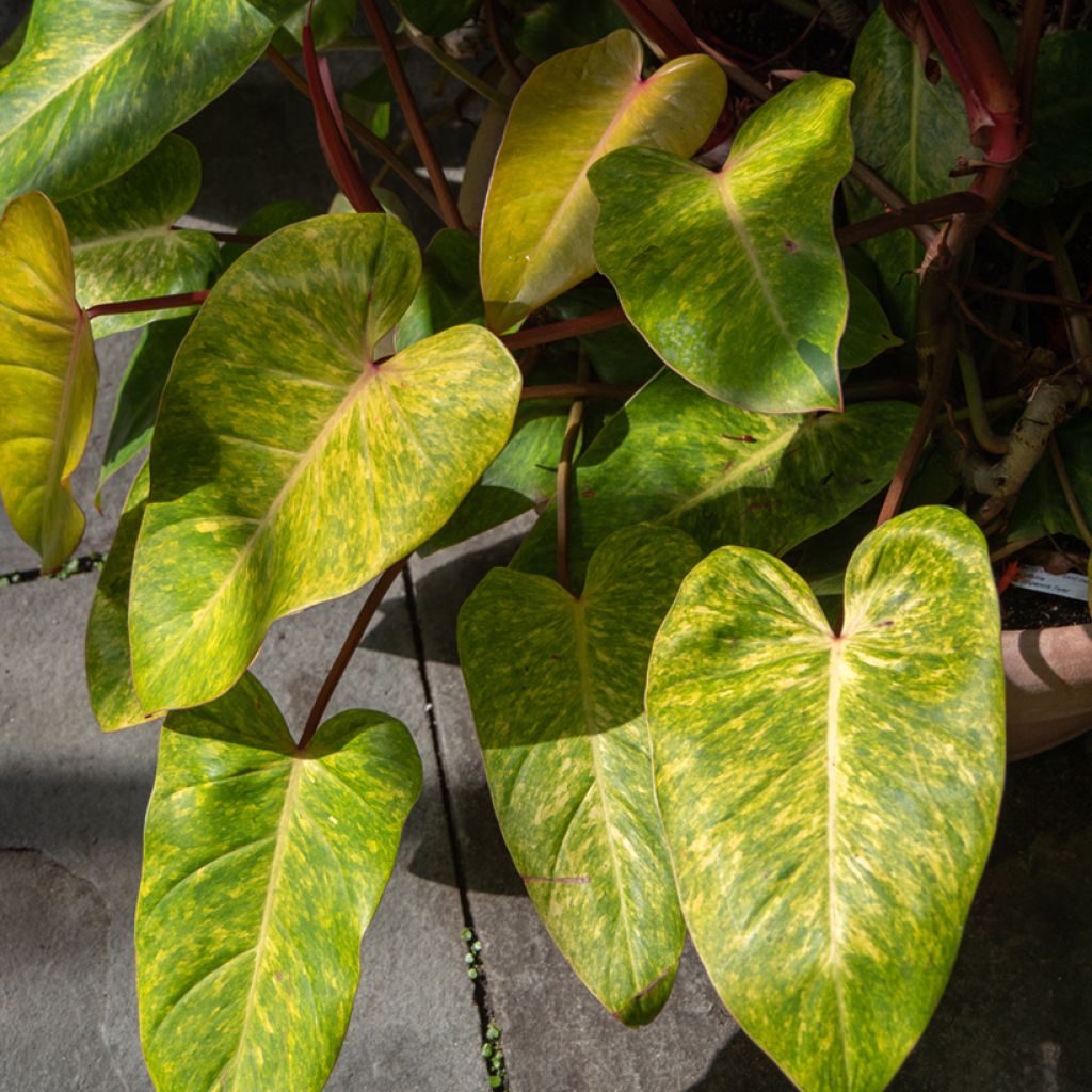 Philodendron Painted Lady