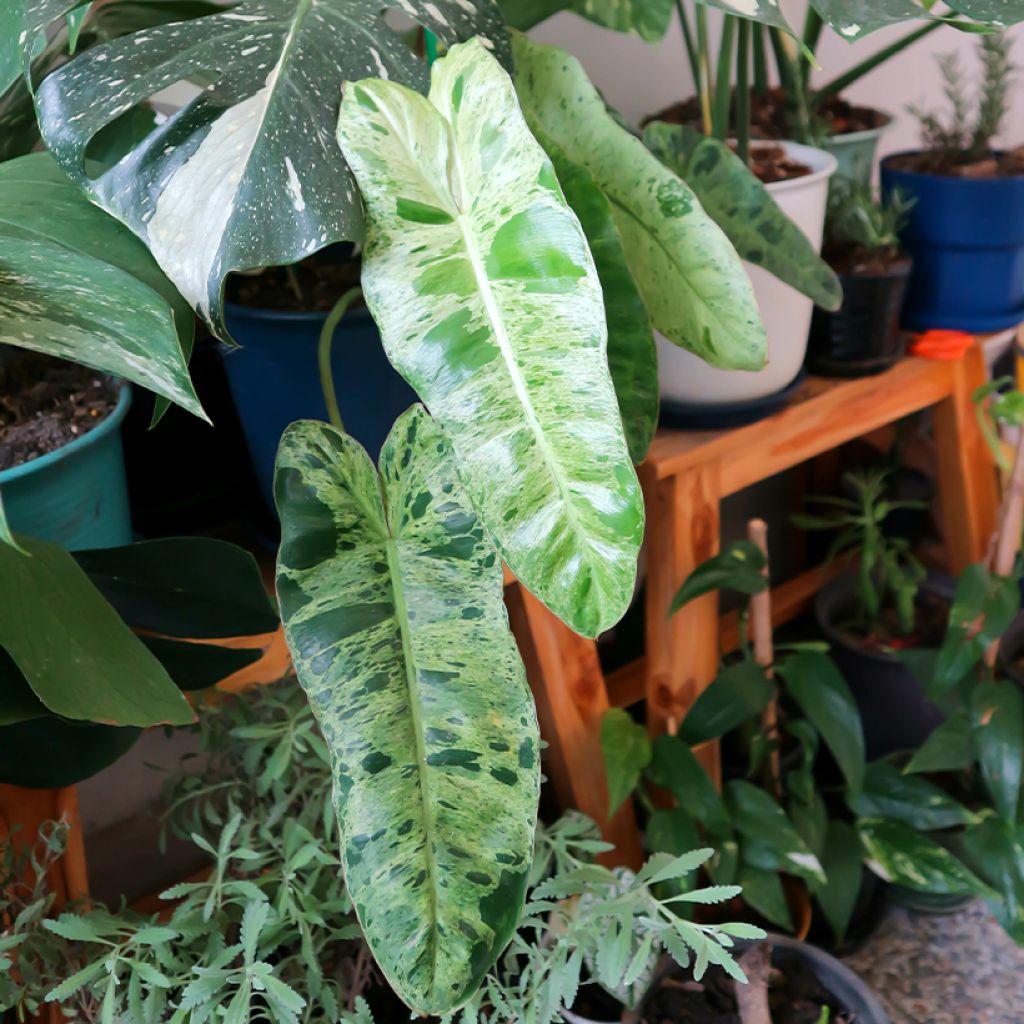 Philodendron Paraiso Verde