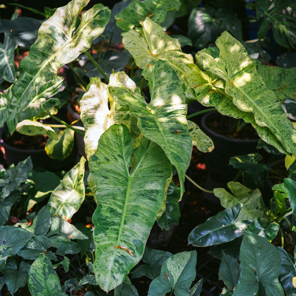 Philodendron Paraiso Verde