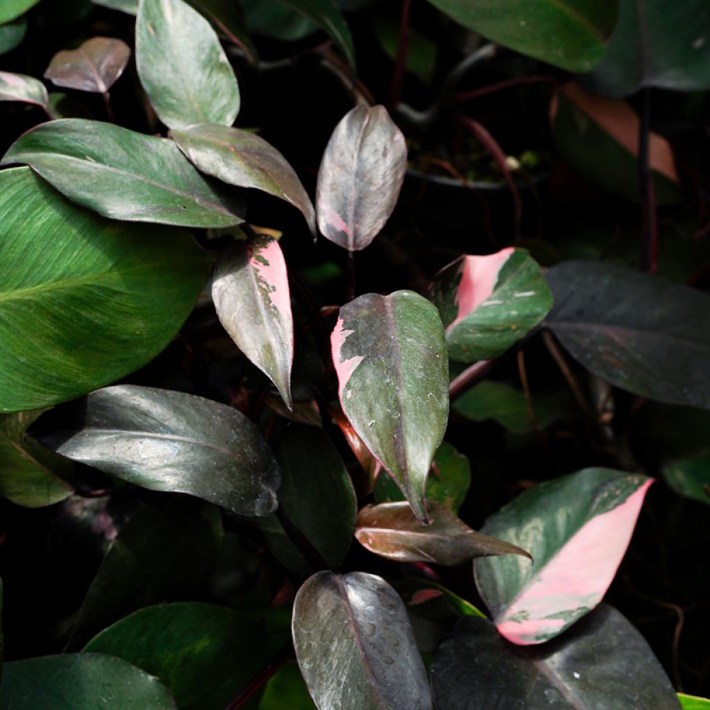 Philodendron Pink Princess