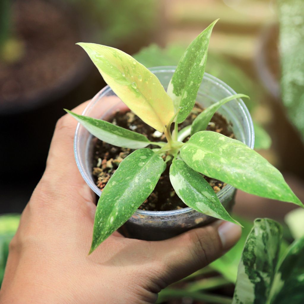 Philodendron Ring of Fire