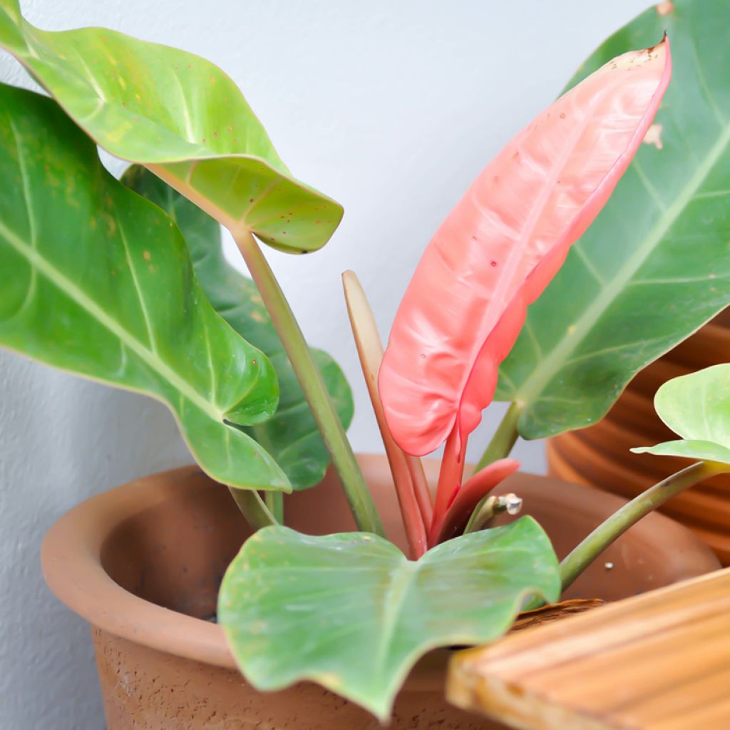 Philodendron Sunlight