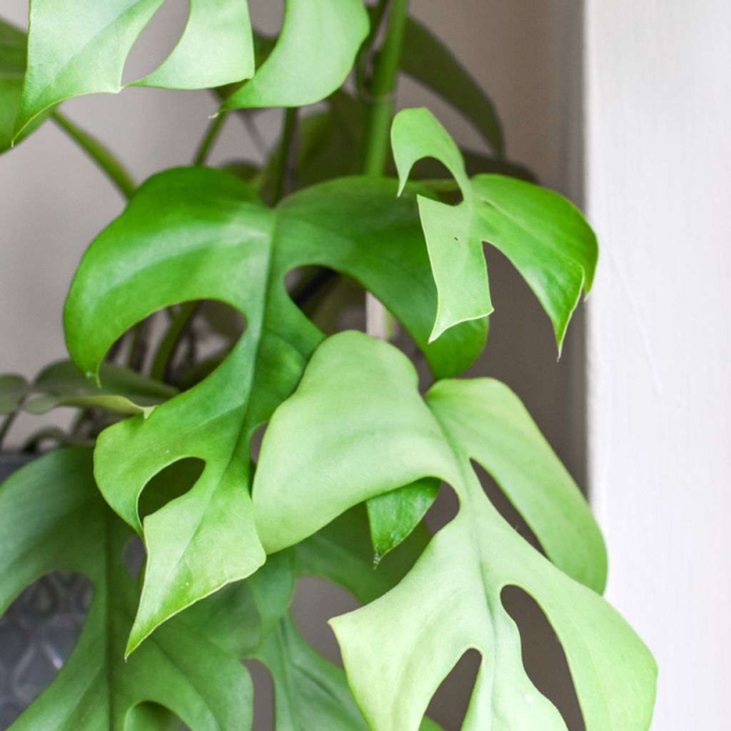 Rhaphidophora tetrasperma - mini-Monstera