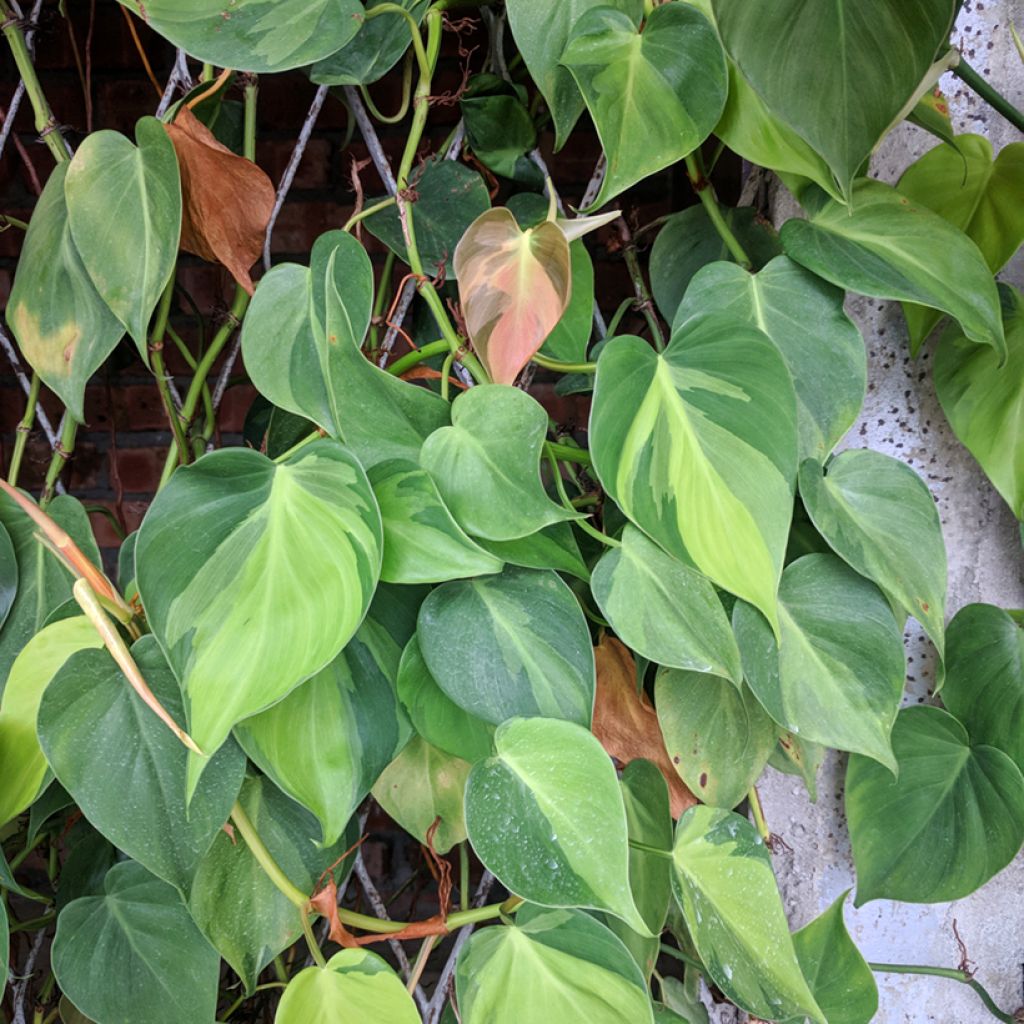 Philodendron Brasil