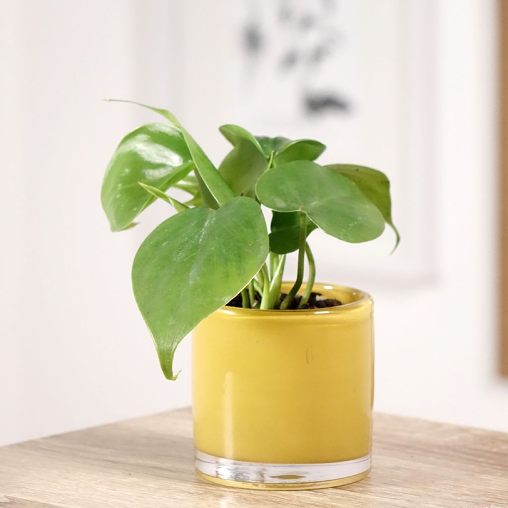 Philodendron scandens