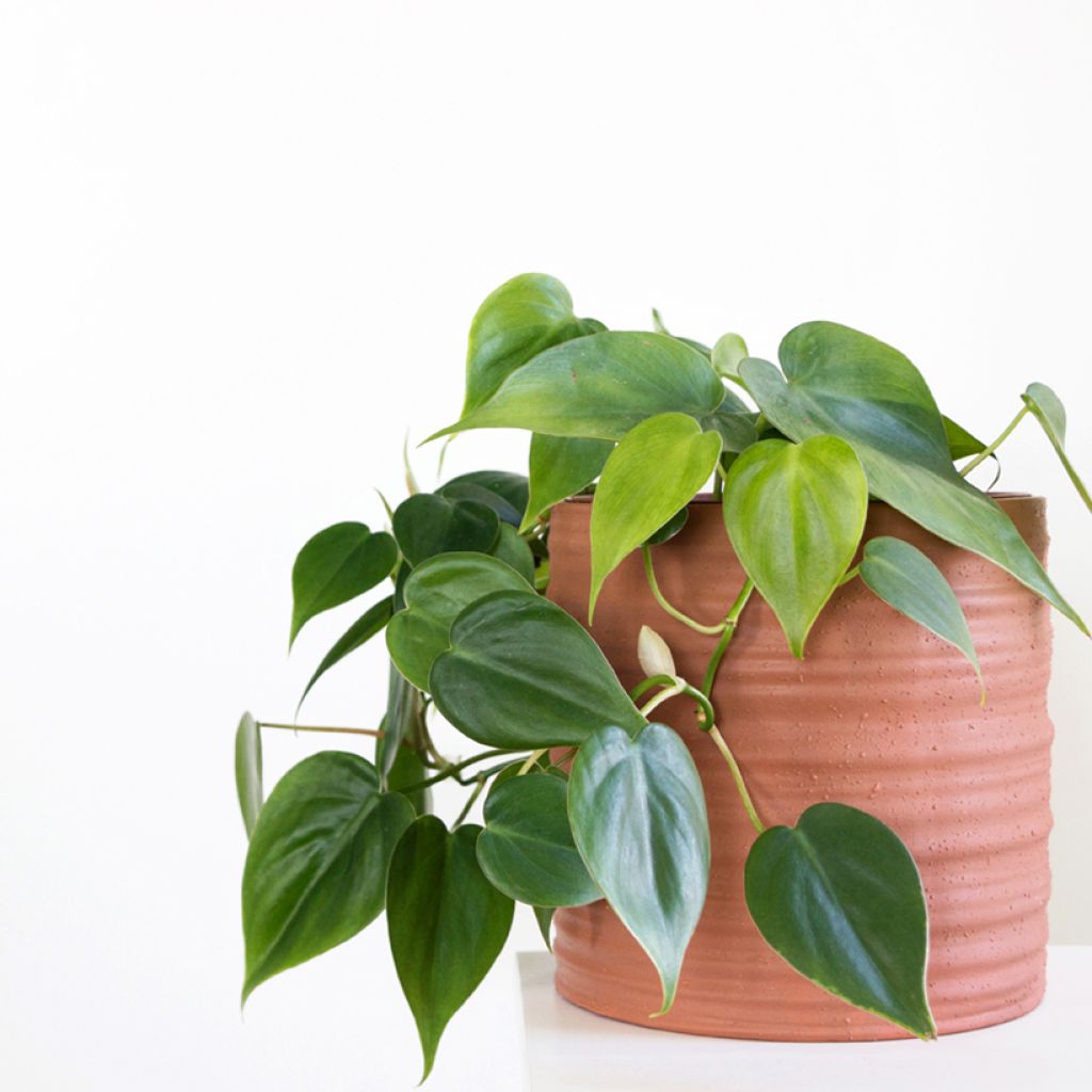 Philodendron scandens