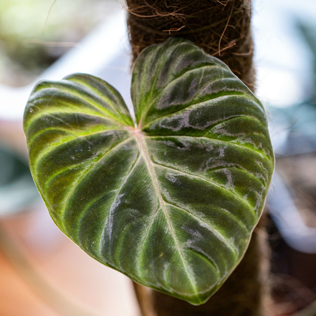 Philodendron verrucosum