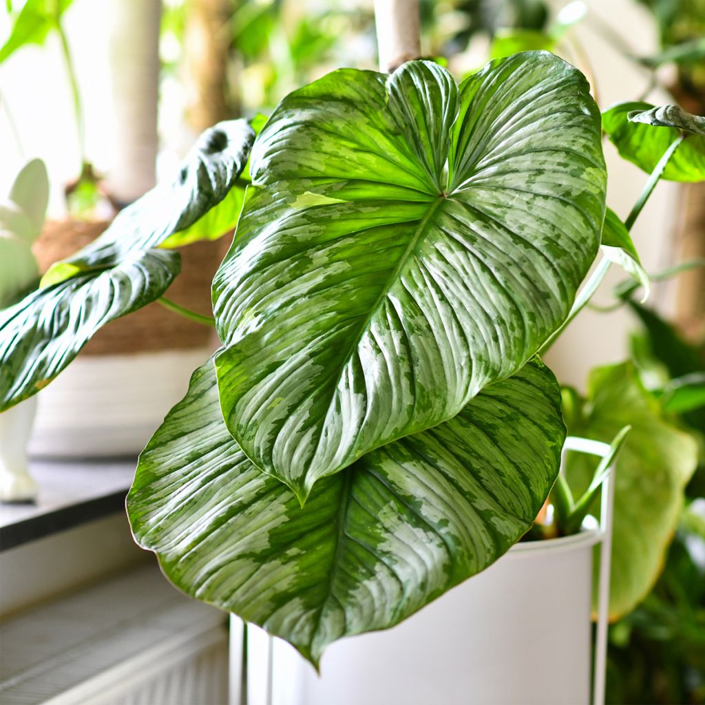 Philodendron mamei